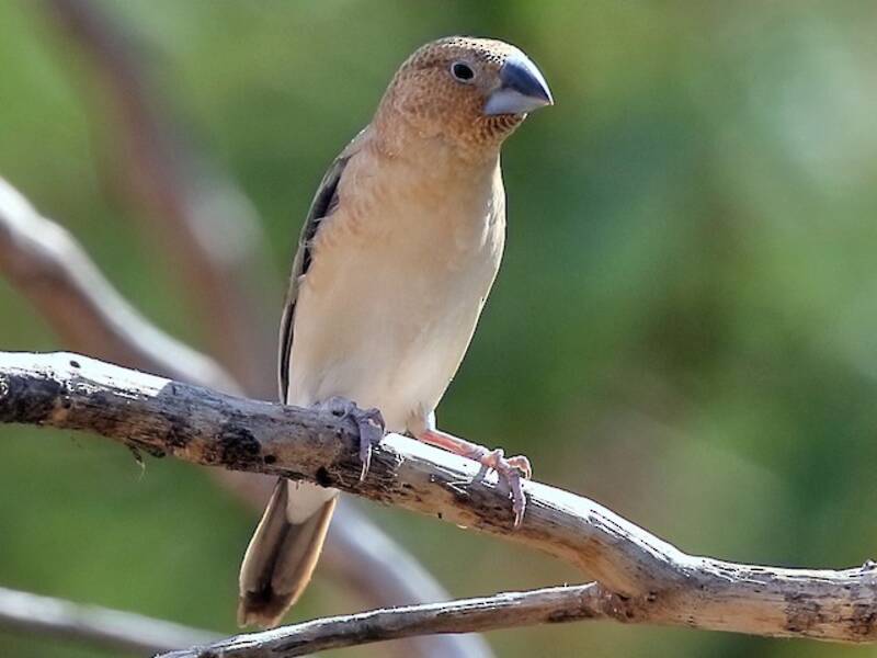 African Silverbill
