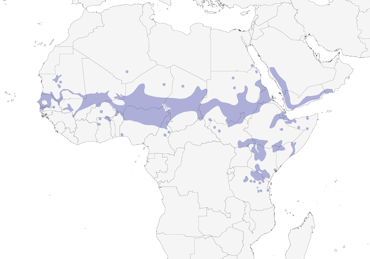 Becco d'argento africano, Distribuzione 1