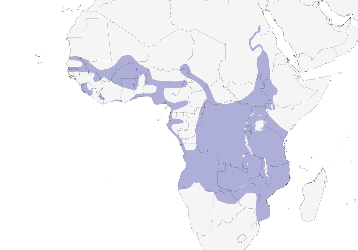 Becco a forbice africano, Distribuzione 1