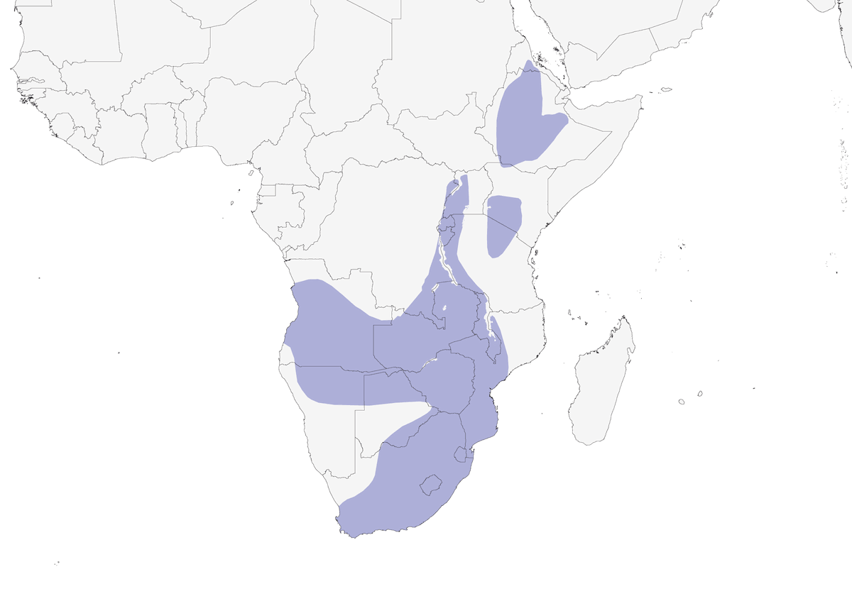 Agachadiza africana, Distribución 1