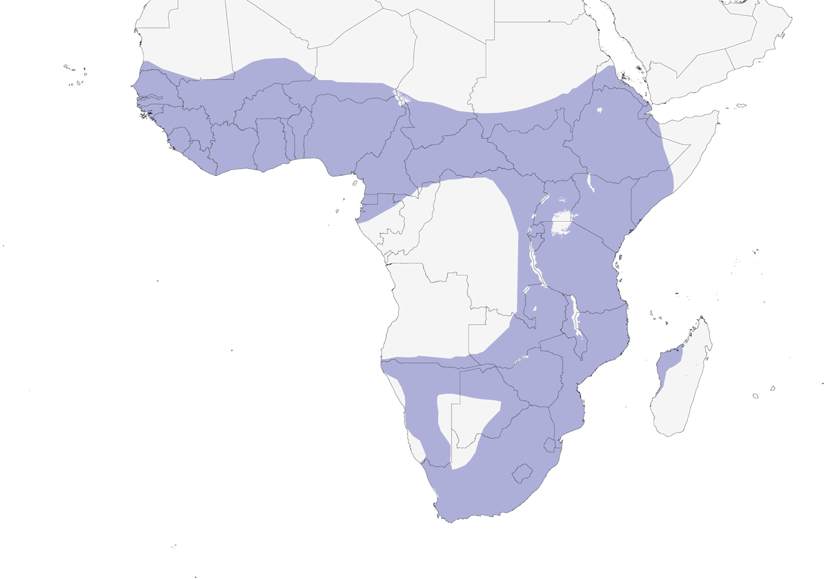 Afrika-Löffler, Verbreitung 1