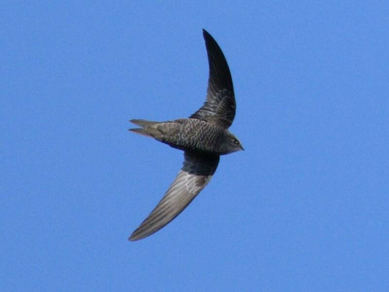 African Swift, 照片 4