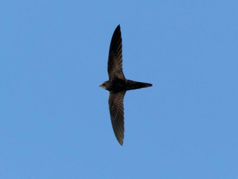 African Swift, 照片 3