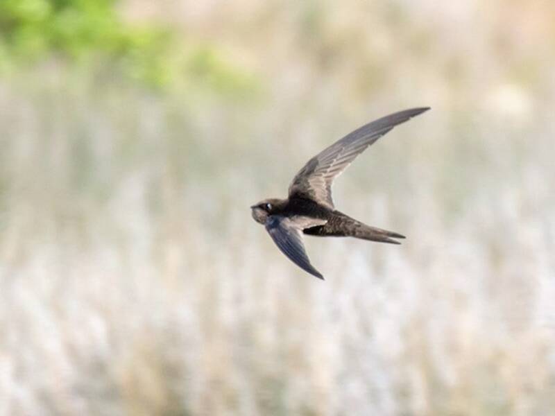 African Swift, 照片 2