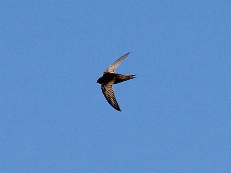 African Swift