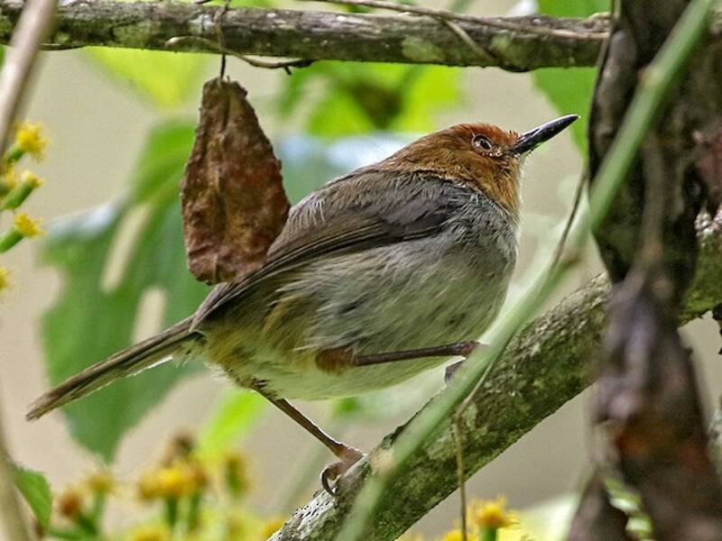 Afrikanischer Schneidervogel, Fotos 3