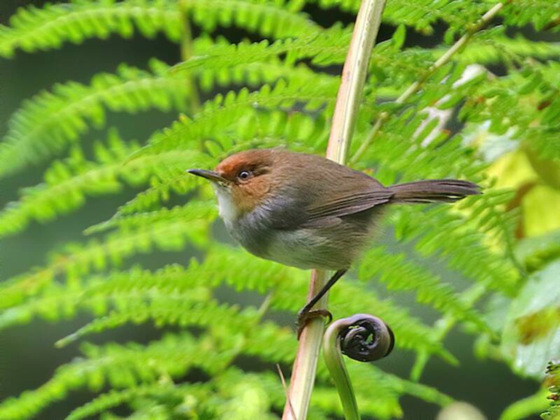 Afrikanischer Schneidervogel, Fotos 4