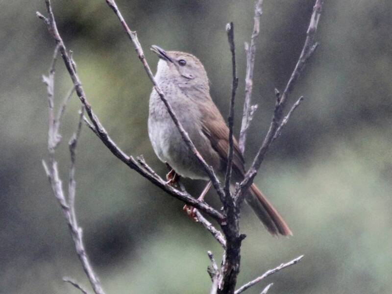 Forapaglie di Barratt, Foto 2