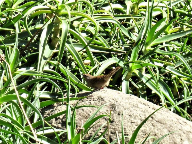 Forapaglie di Barratt