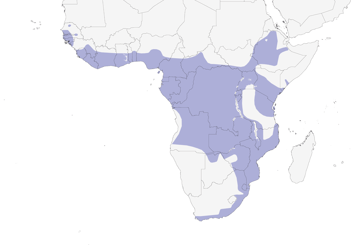 Allocco africano, Distribuzione 1