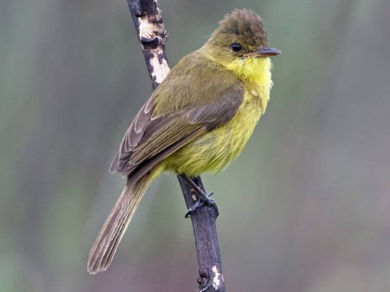 Cantore giallo africano, Foto 3