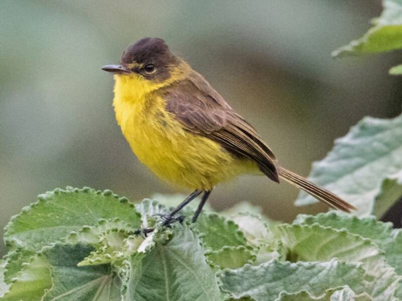 Cantore giallo africano