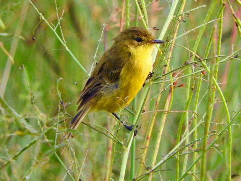 Cantore giallo africano, Foto 2