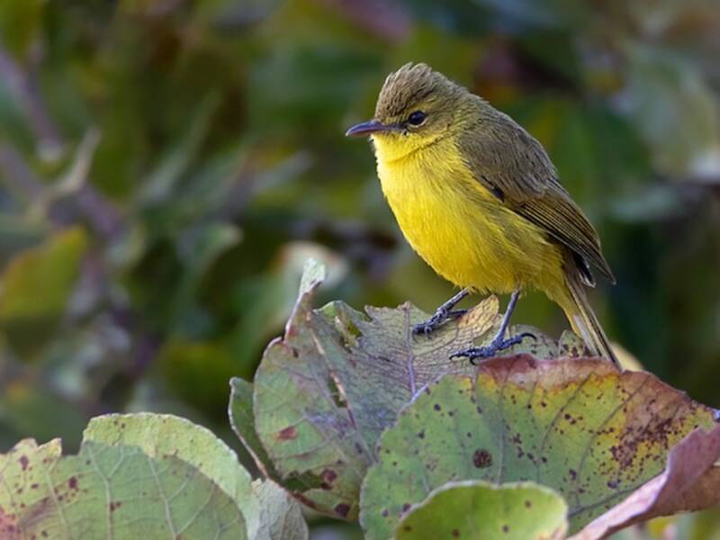 Cantore giallo africano, Foto 4