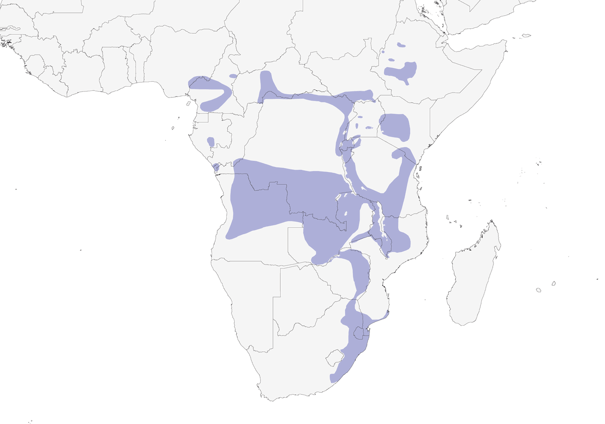 Cantore giallo africano, Distribuzione 1