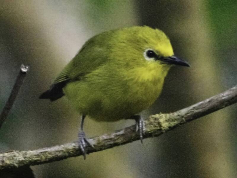 Waldbrillenvogel