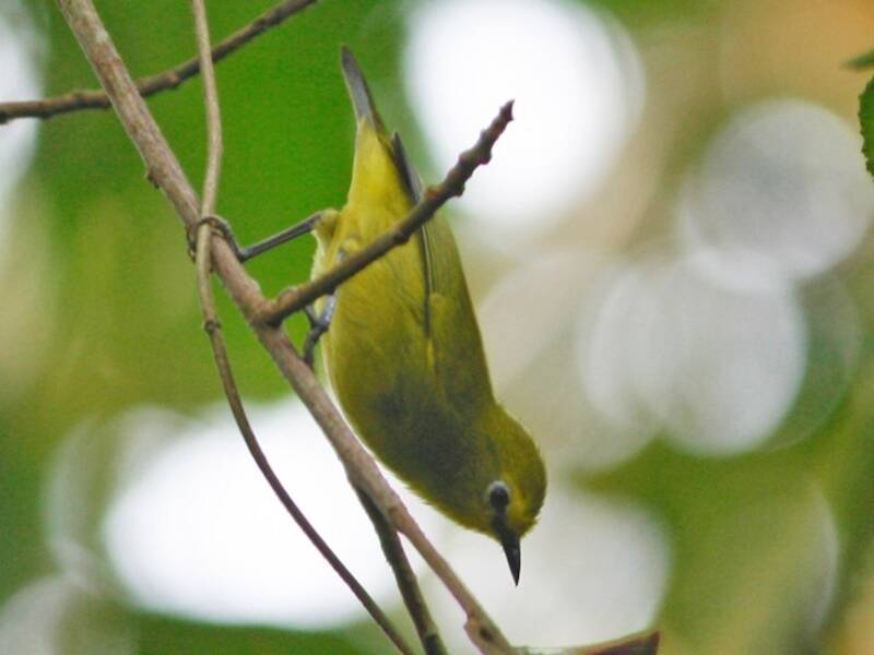 Waldbrillenvogel, Fotos 2
