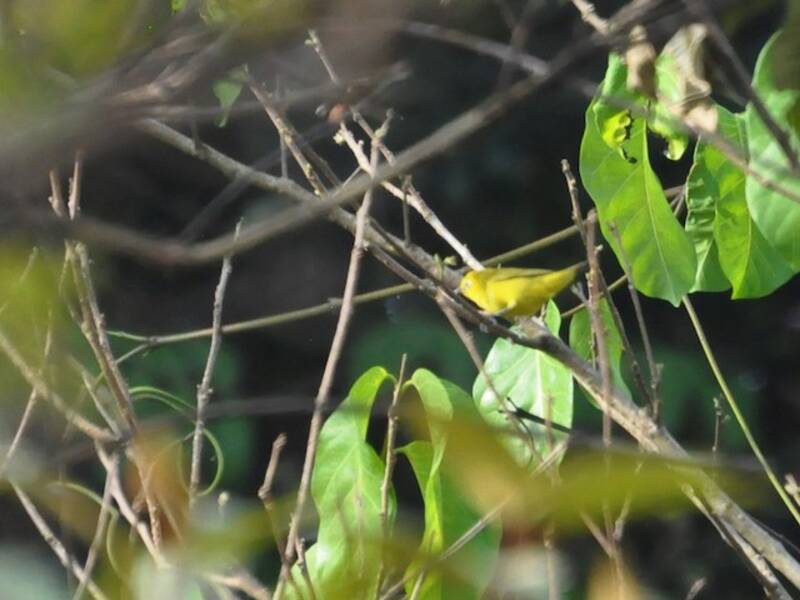 Waldbrillenvogel, Fotos 3