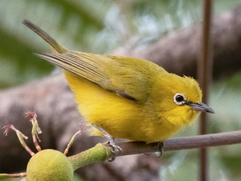 Northern Yellow White-eye, Photos 3