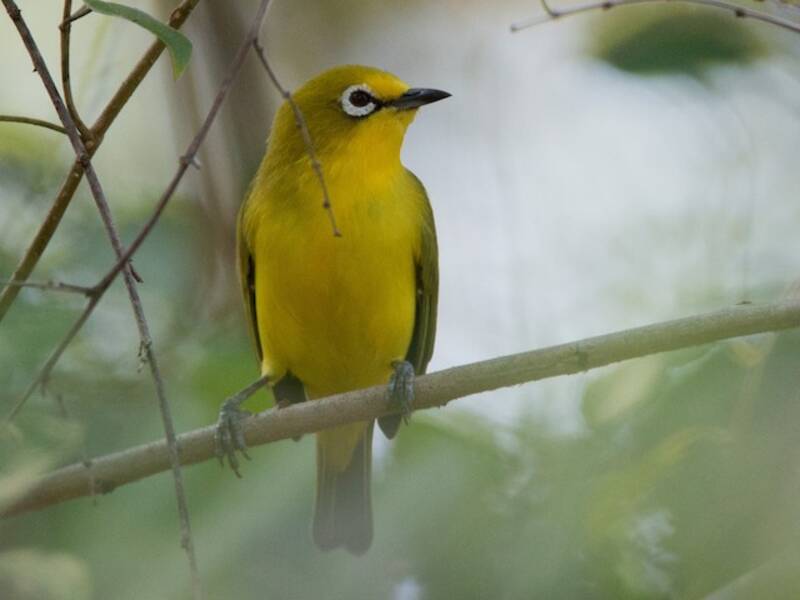 Northern Yellow White-eye, Photos 4