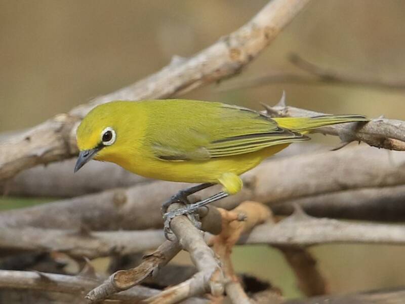 Northern Yellow White-eye, Photos 2