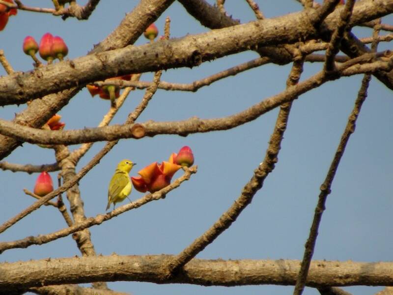 Northern Yellow White-eye