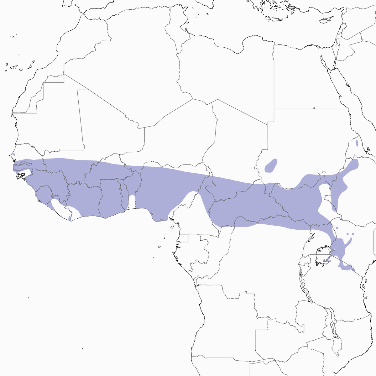 Northern Yellow White-eye, Distribution 1