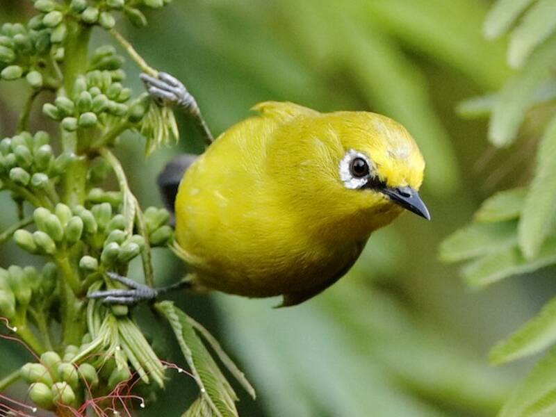 Green White-eye, Photos 3