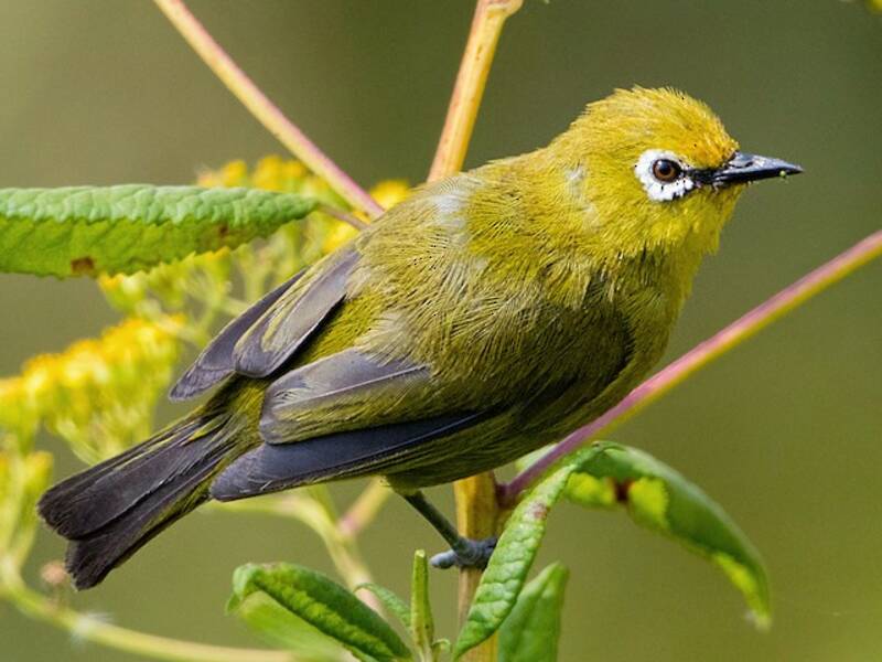 Green White-eye, Photos 2