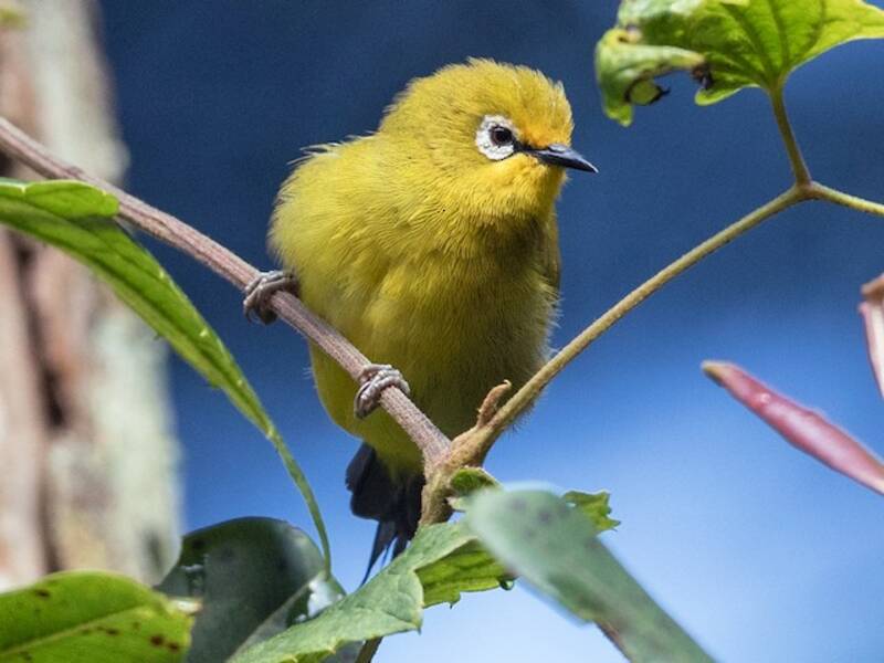 Green White-eye, Photos 4