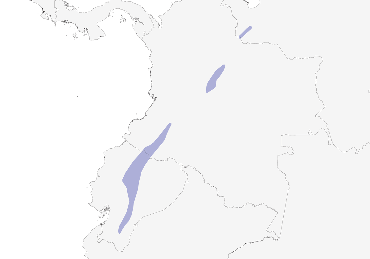 Tiranuelo Ágil, Distribución 1