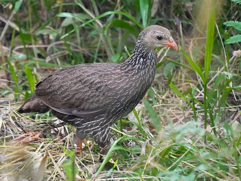 Ahanta Spurfowl, Photos 3