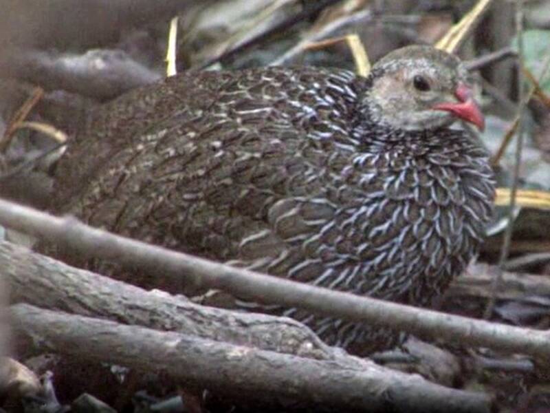 Ahanta Spurfowl, Photos 2