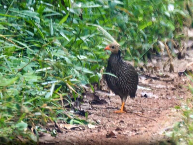 Ahanta Spurfowl