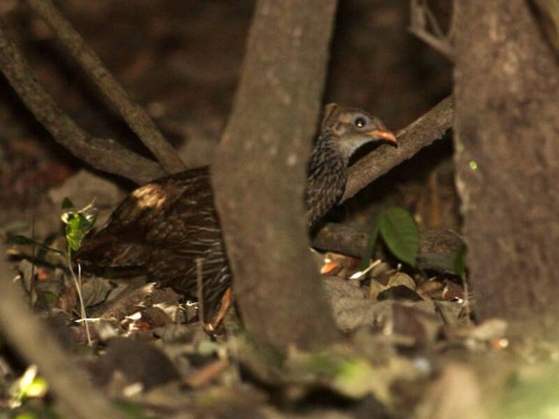 Ahanta Spurfowl, Photos 4
