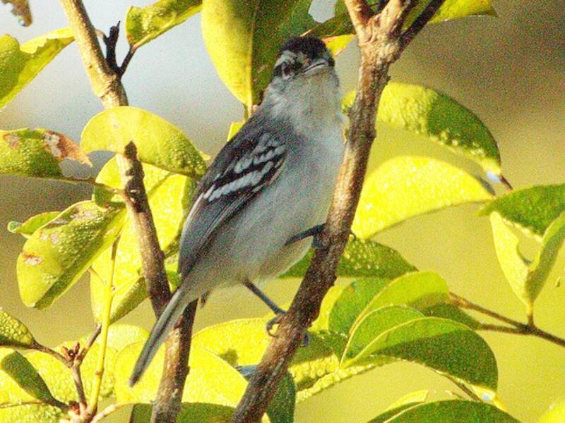 Aripuana Antwren