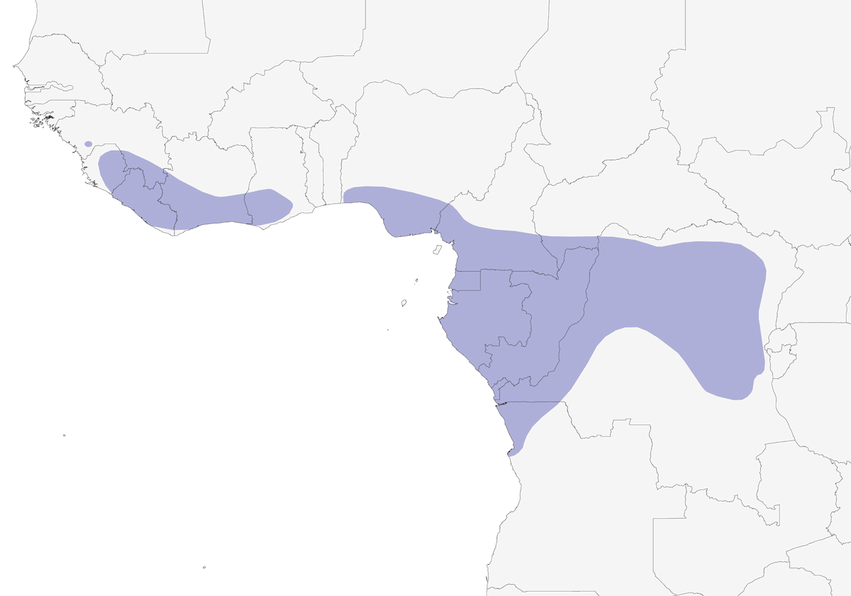 Grand-duc akoun, Distribution 1