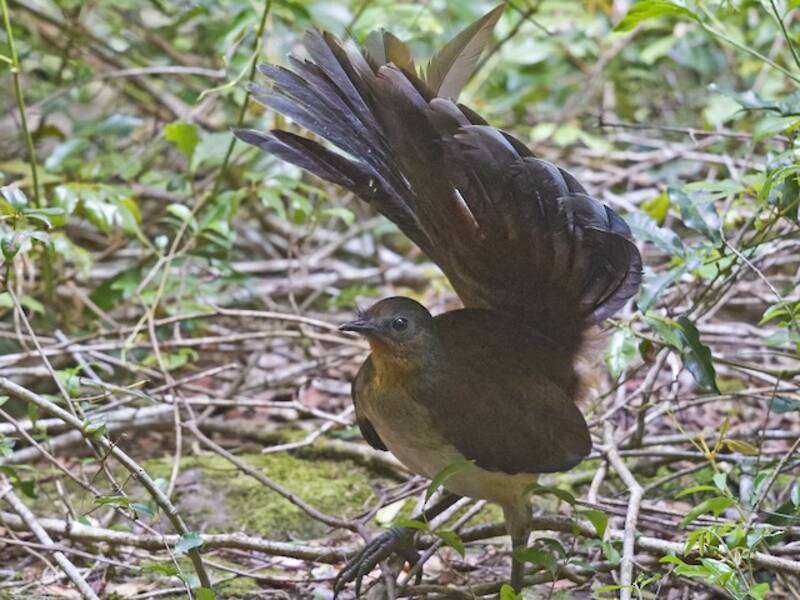 Prachtleierschwanz, Fotos 3