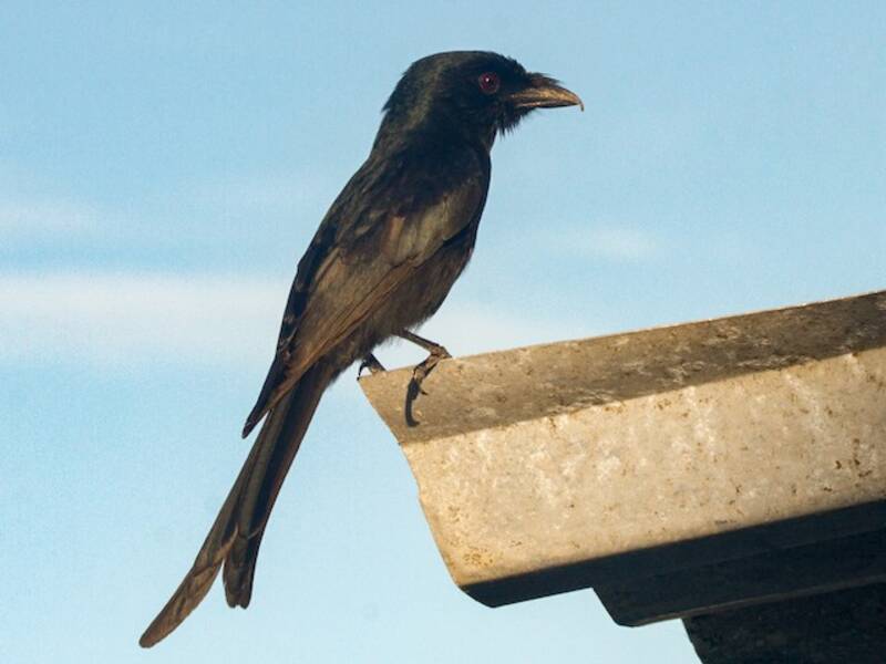Drongo di Aldabra, Foto 3
