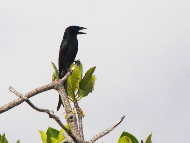 Drongo di Aldabra, Foto 2
