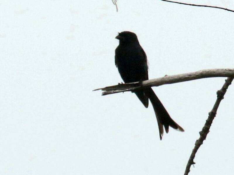 Drongo di Aldabra