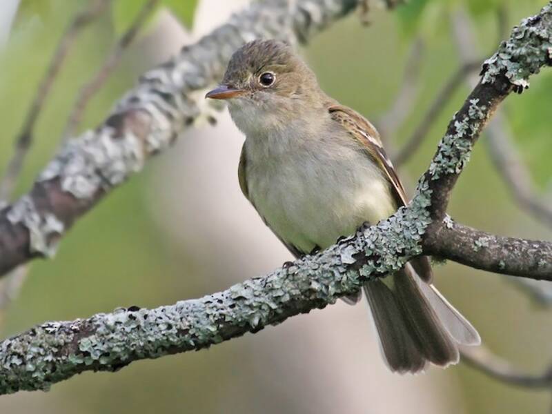 Alder Flycatcher (Empidonax alnorum)