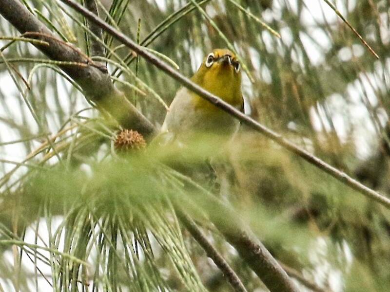 Aldabra-Brillenvogel, Fotos 2