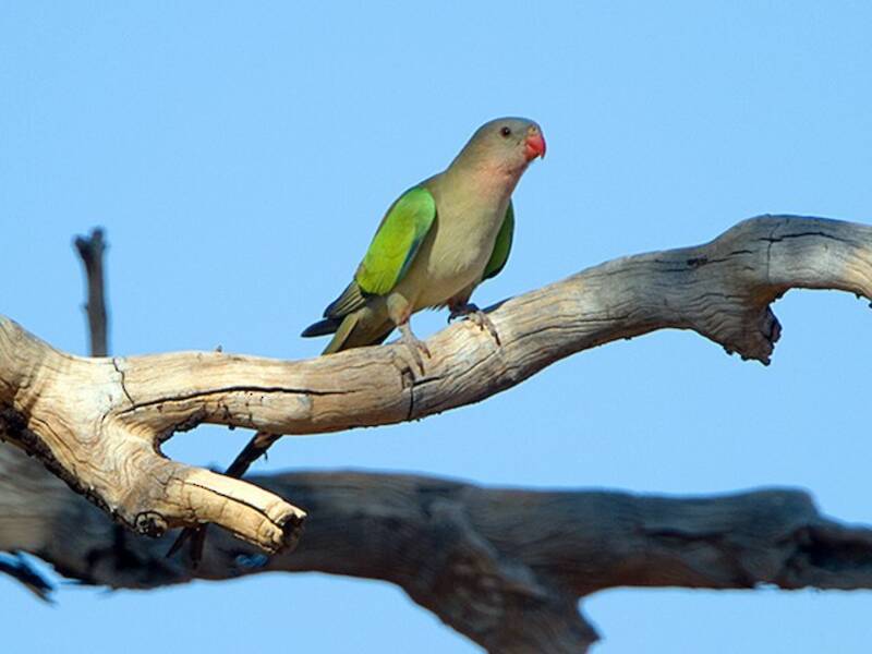 Perico princesa, Fotos 2