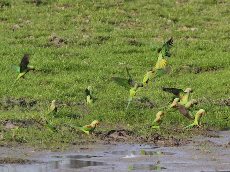 Alexandrine Parakeet
