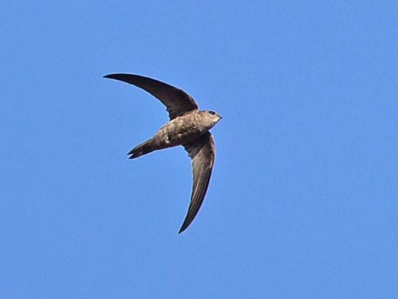 Rondone di Capo Verde, Foto 3