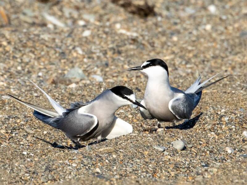 Aleutian Tern (Onychoprion aleuticus)