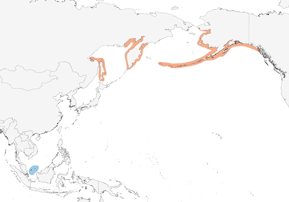 Charrán aleutiano, Distribución 1