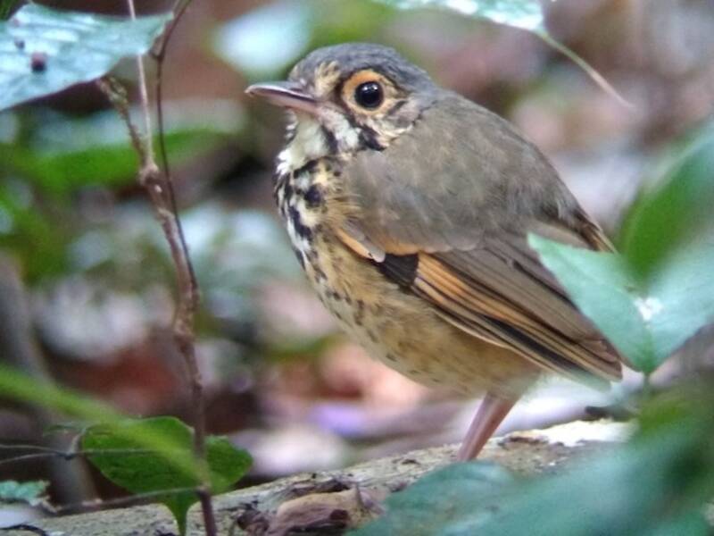 Pitta formicara di Alta Floresta, Foto 3