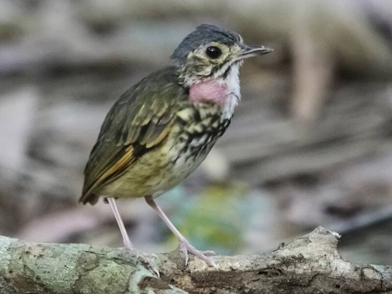 Pitta formicara di Alta Floresta, Foto 4